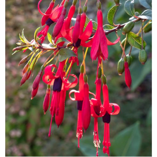 Fuchsia regia reitzii - Fagytűrő fukszia