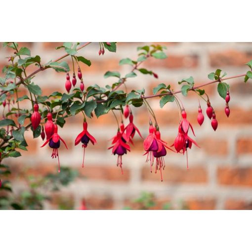 Fuchsia Riccartonii - Fagytűrő fukszia