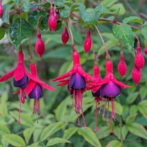 Fuchsia Tom Thumb - Fagytűrő fukszia