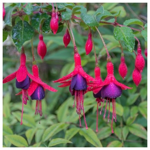 Fuchsia Tom Thumb - Fagytűrő fukszia