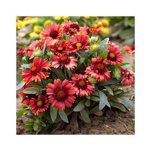 Gaillardia aristata Arizona Red Shades - Kokárdavirág