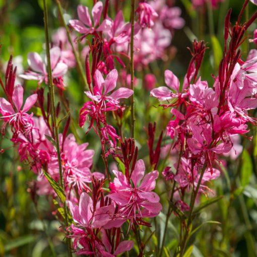 Gaura lindheimeri Gaudi Rose - Díszgyertya