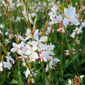 Gaura lindheimeri Snowstorm - Díszgyertya