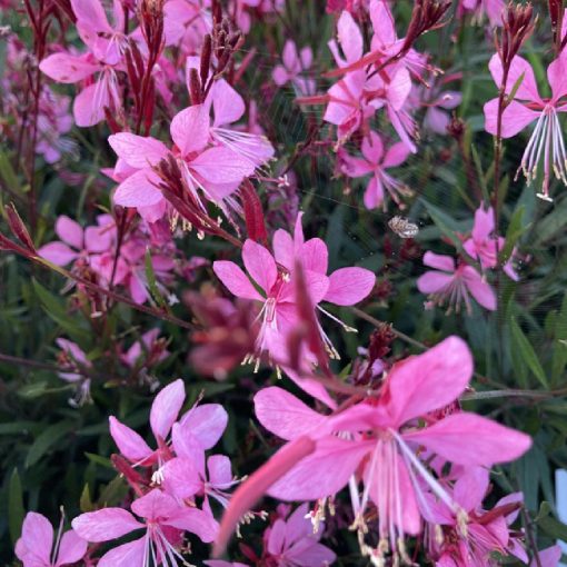 Gaura lindheimeri Tuttifrutti - Díszgyertya