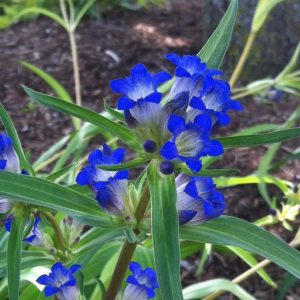 Gentiana dahurica - Tárnics