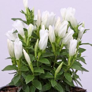 Gentiana White Magic - Tárnics