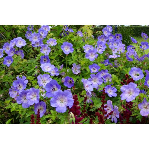 Geranium Azure Rush - Gólyaorr