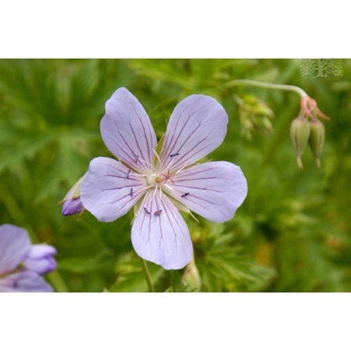 Geranium Blue Cloud - Gólyaorr