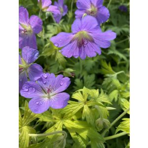 Geranium Blue Sunrise - Gólyaorr