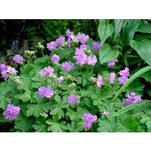 Geranium cantabrigiense Cambridge - Gólyaorr