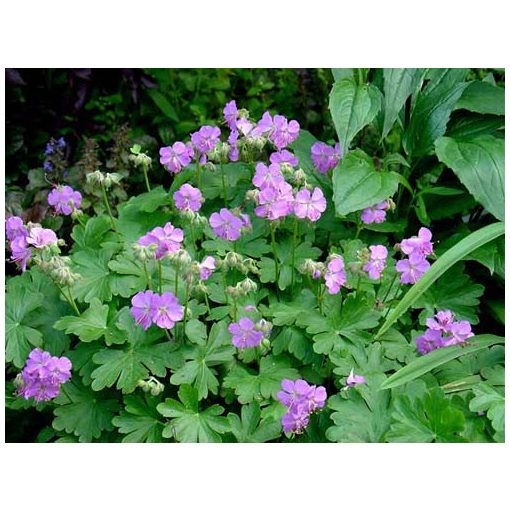 Geranium cantabrigiense Cambridge - Gólyaorr