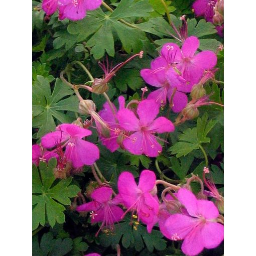 Geranium cantabrigiense Crystal Rose - Gólyaorr