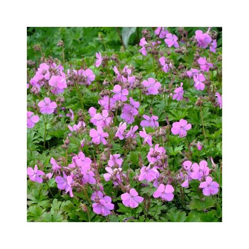 Geranium cantabrigiense Westray - Gólyaorr