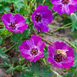 Geranium cinereum Jolly Jewel Lilac - Gólyaorr