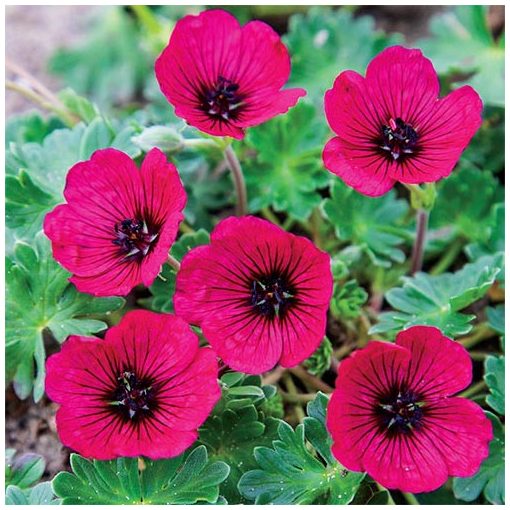 Geranium cinereum Jolly Jewel Red - Gólyaorr