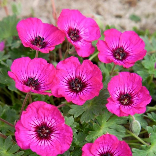 Geranium cinereum Jolly Jewel Silver - Gólyaorr