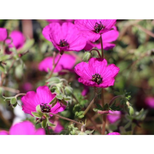 Geranium cinereum Purpureum - Gólyaorr