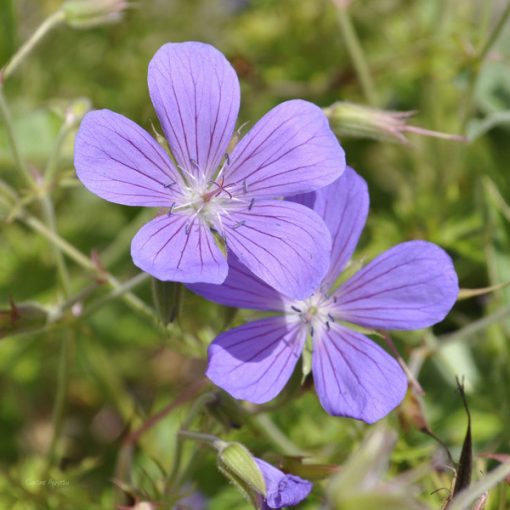 Geranium clarkei Kashmir Blue - Gólyaorr