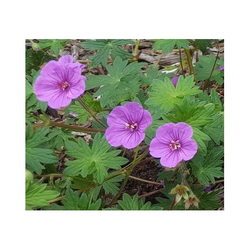 Geranium Dilys - Gólyaorr