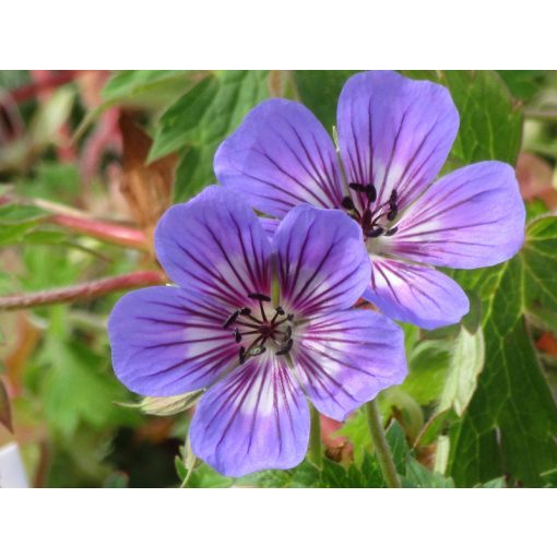 Geranium Havana Blues - Gólyaorr