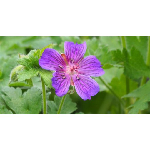 Geranium ibericum ssp. jubatum - Gólyaorr