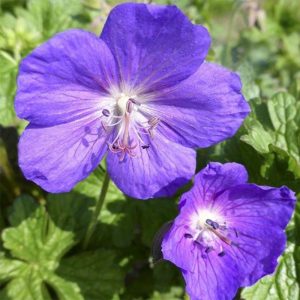 Geranium Lea - Gólyaorr