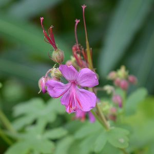 Geranium macrorrhizum De Bilt - Gólyaorr