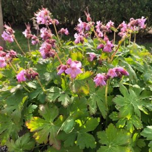 Geranium macrorrhizum Ingwersens Variety - Gólyaorr