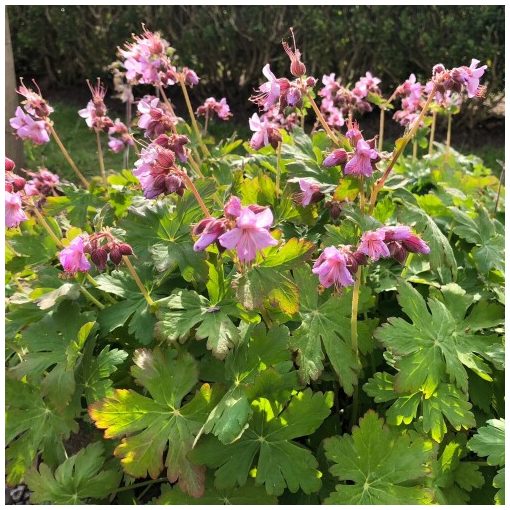 Geranium macrorrhizum Ingwersens Variety - Gólyaorr