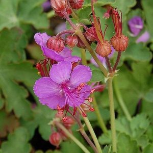 Geranium macrorrhizum Olympos - Gólyaorr