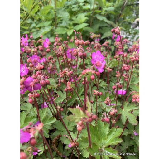 Geranium macrorrhizum Sandys Smile - Gólyaorr