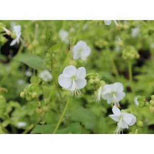 Geranium macrorrhizum White Ness - Gólyaorr