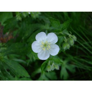 Geranium maculatum Album - Gólyaorr