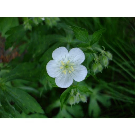 Geranium maculatum Album - Gólyaorr