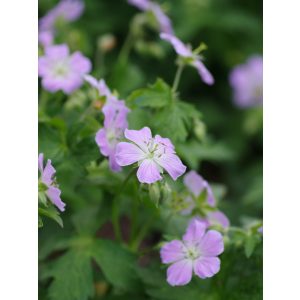 Geranium maculatum Chatto - Gólyaorr