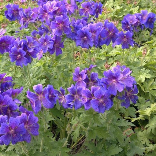 Geranium magnificum Anemoniflorum - Gólyaorr