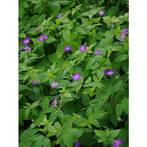 Geranium nodosum - Gólyaorr