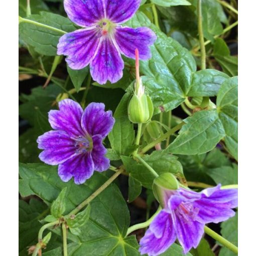 Geranium nodosum Clos du Coudray - Gólyaorr