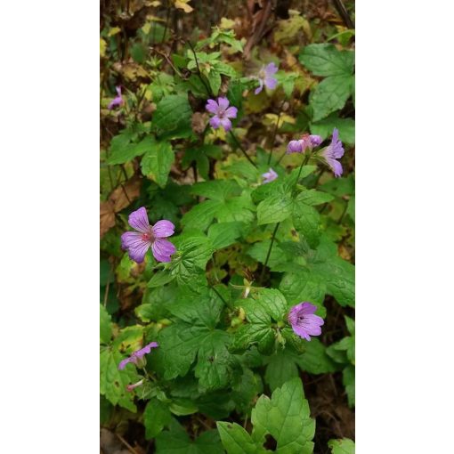 Geranium nodosum Purpur - Gólyaorr