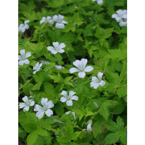 Geranium nodosum Silver Wood - Gólyaorr