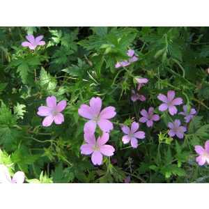 Geranium oxonianum Betty Catchpole - Gólyaorr