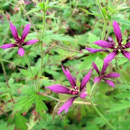 Geranium oxonianum Catherine Deneuve - Gólyaorr