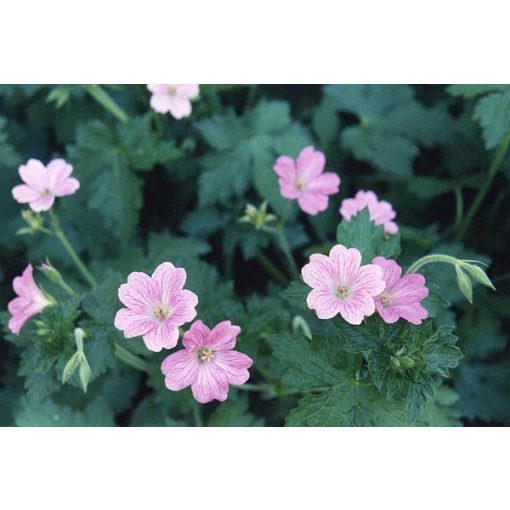 Geranium oxonianum Claridge Druce - Gólyaorr