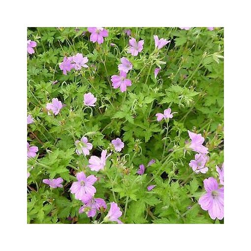 Geranium oxonianum Lady Moore - Gólyaorr