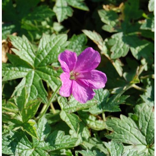 Geranium oxonianum Rodby Lund - Gólyaorr