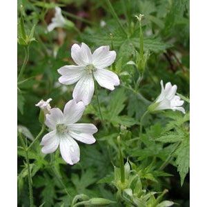 Geranium oxonianum Trevors White - Gólyaorr