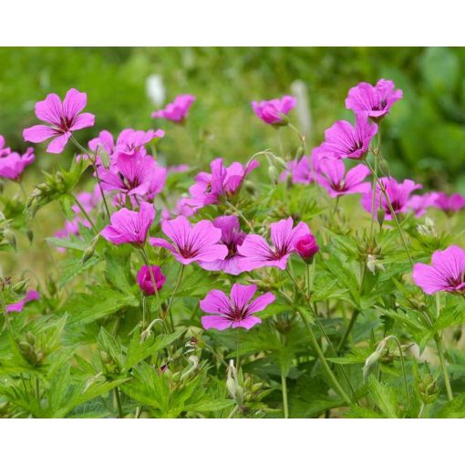 Geranium Patricia - Gólyaorr