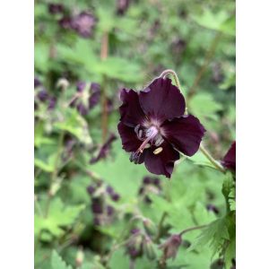 Geranium phaeum - Gólyaorr