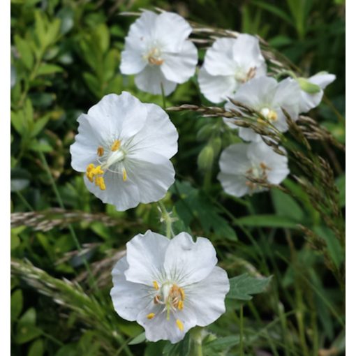 Geranium phaeum Album - Gólyaorr