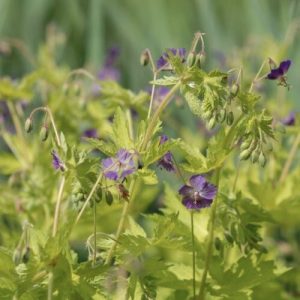 Geranium phaeum Golden Spring - Gólyaorr